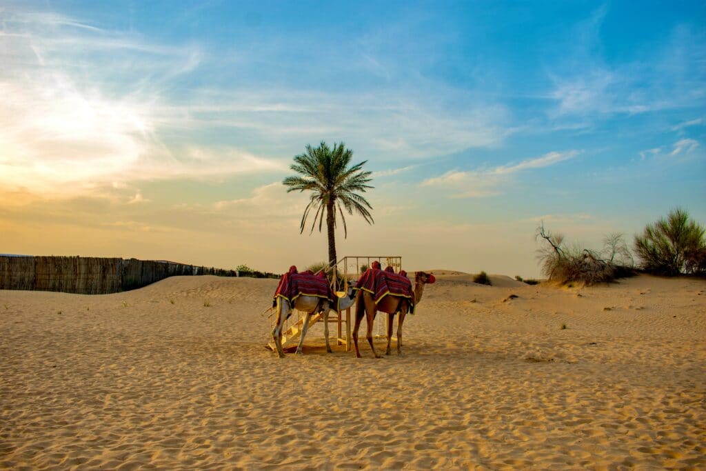 Balade à chameau dans le désert